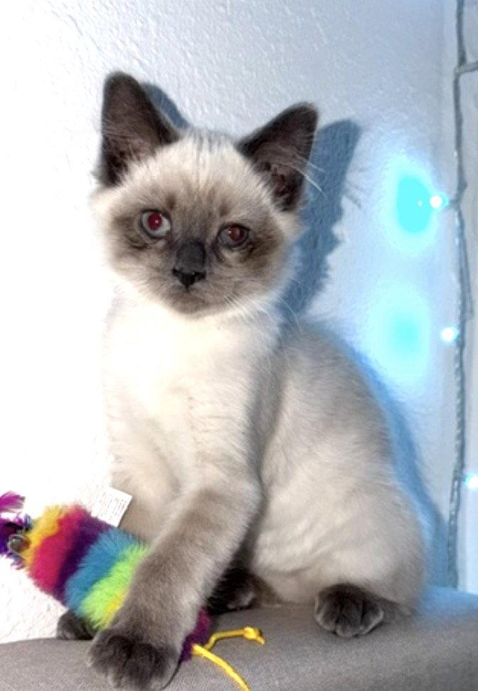 Schnitzel, a Adoptable Siamese in O'Fallon, MO image 2/3
