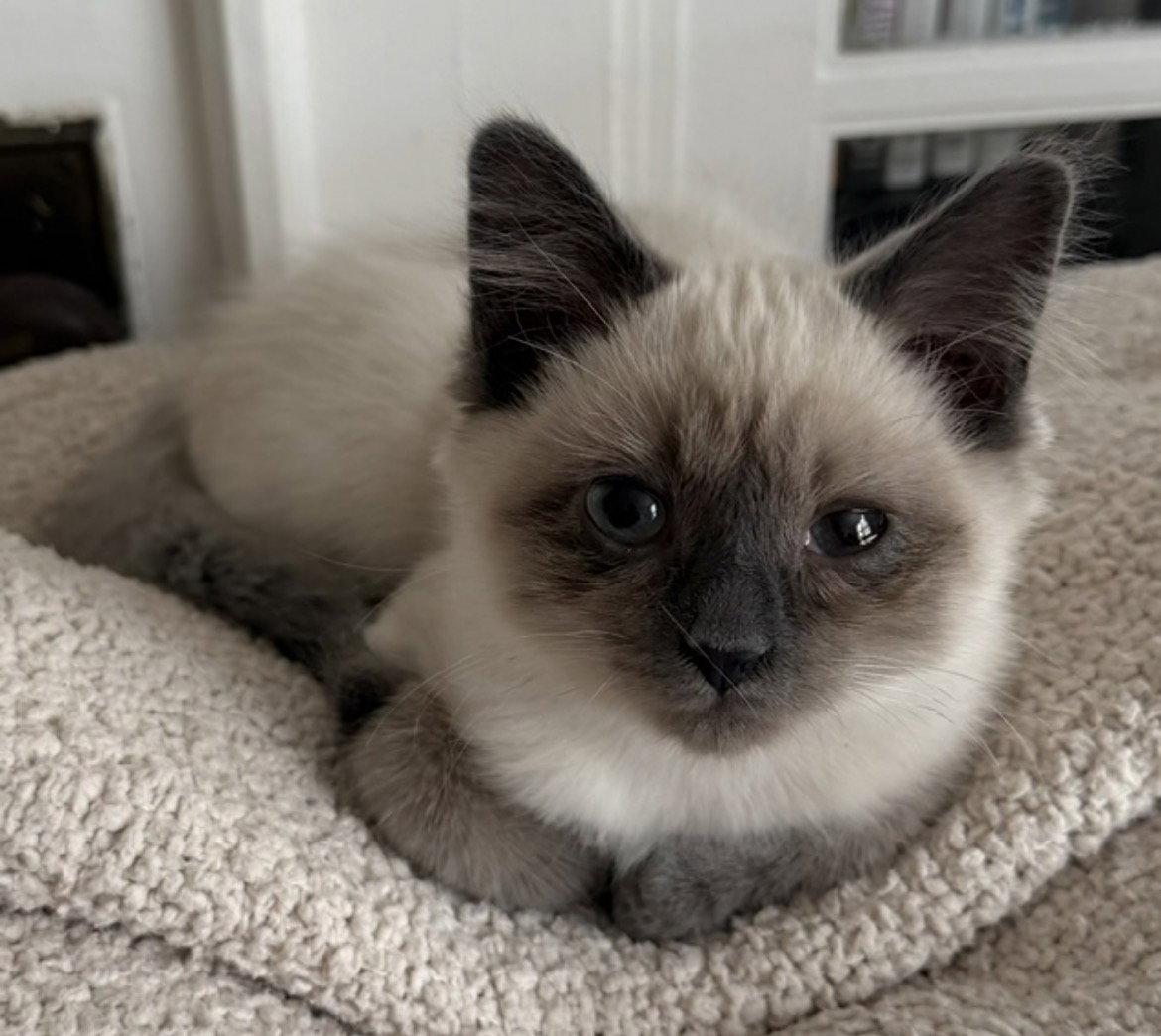 Schnitzel, a Adoptable Siamese in O'Fallon, MO image 3/3
