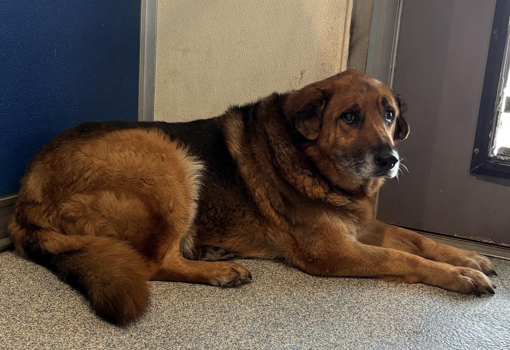 Zoey, Adoptable, Senior Female German Shepherd Dog.