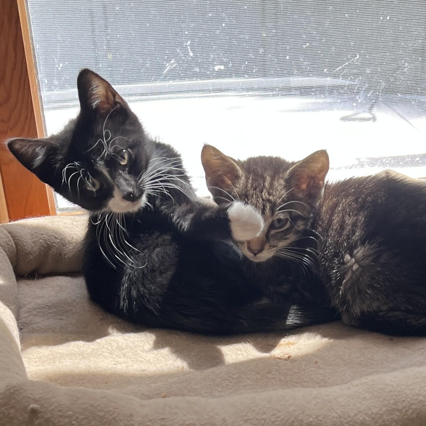 Oliver & Scotty, adopted, Kitten Male Tabby.