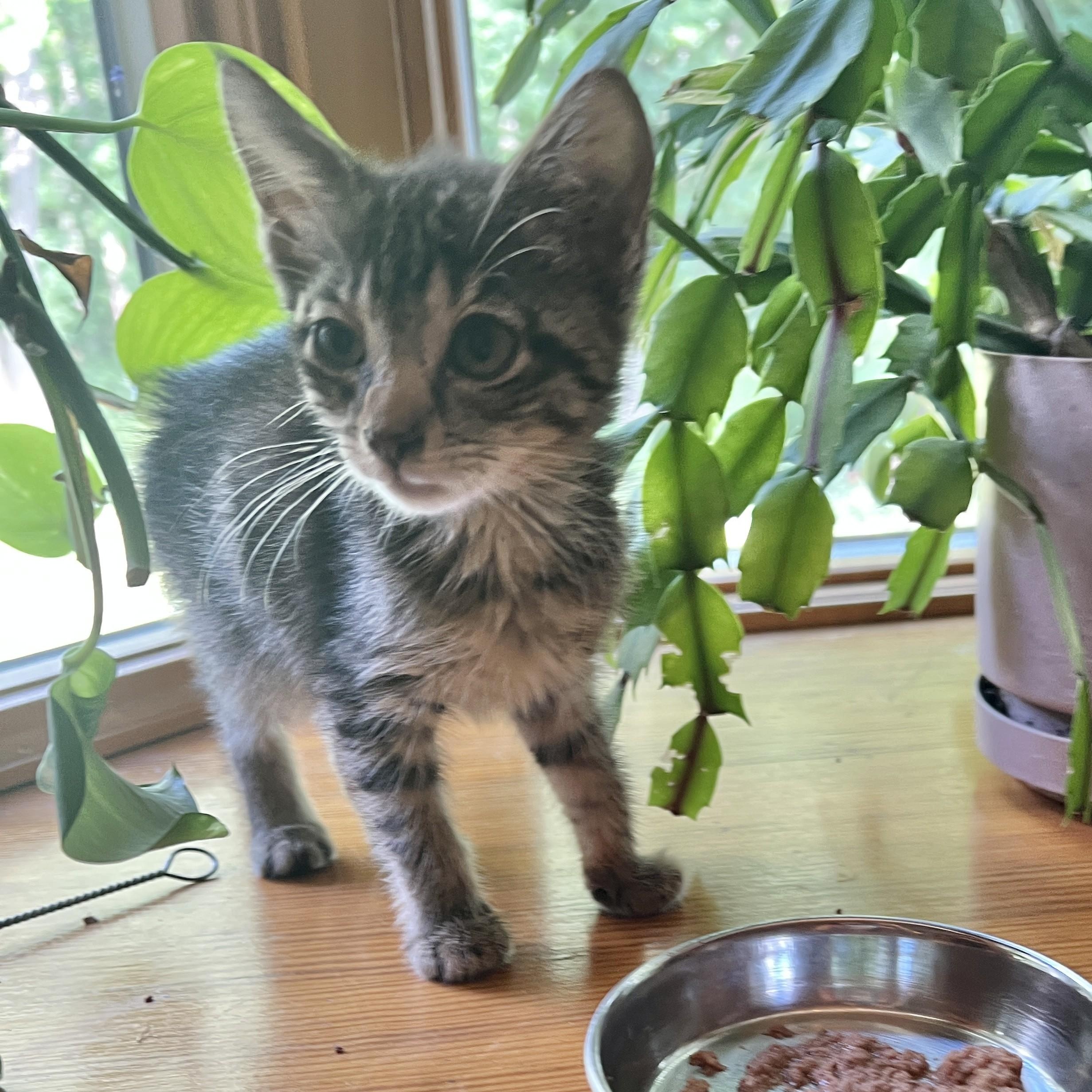 Enlarge Oliver & Scotty, an adopted Tabby in Closter, NJ image 3/3