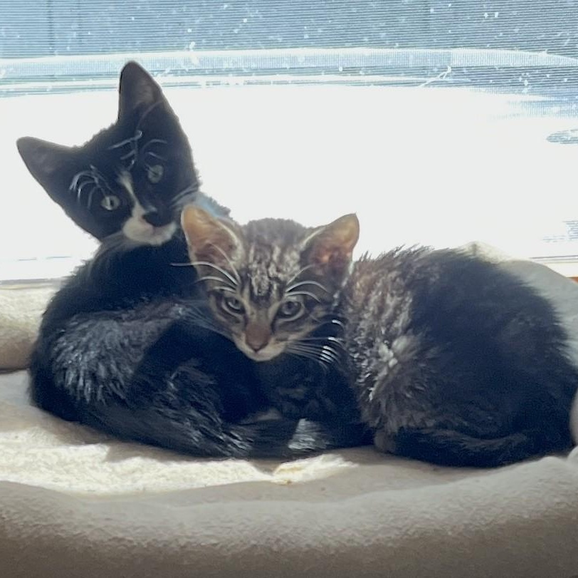 Enlarge Oliver & Scotty, an adopted Tabby in Closter, NJ image 2/3