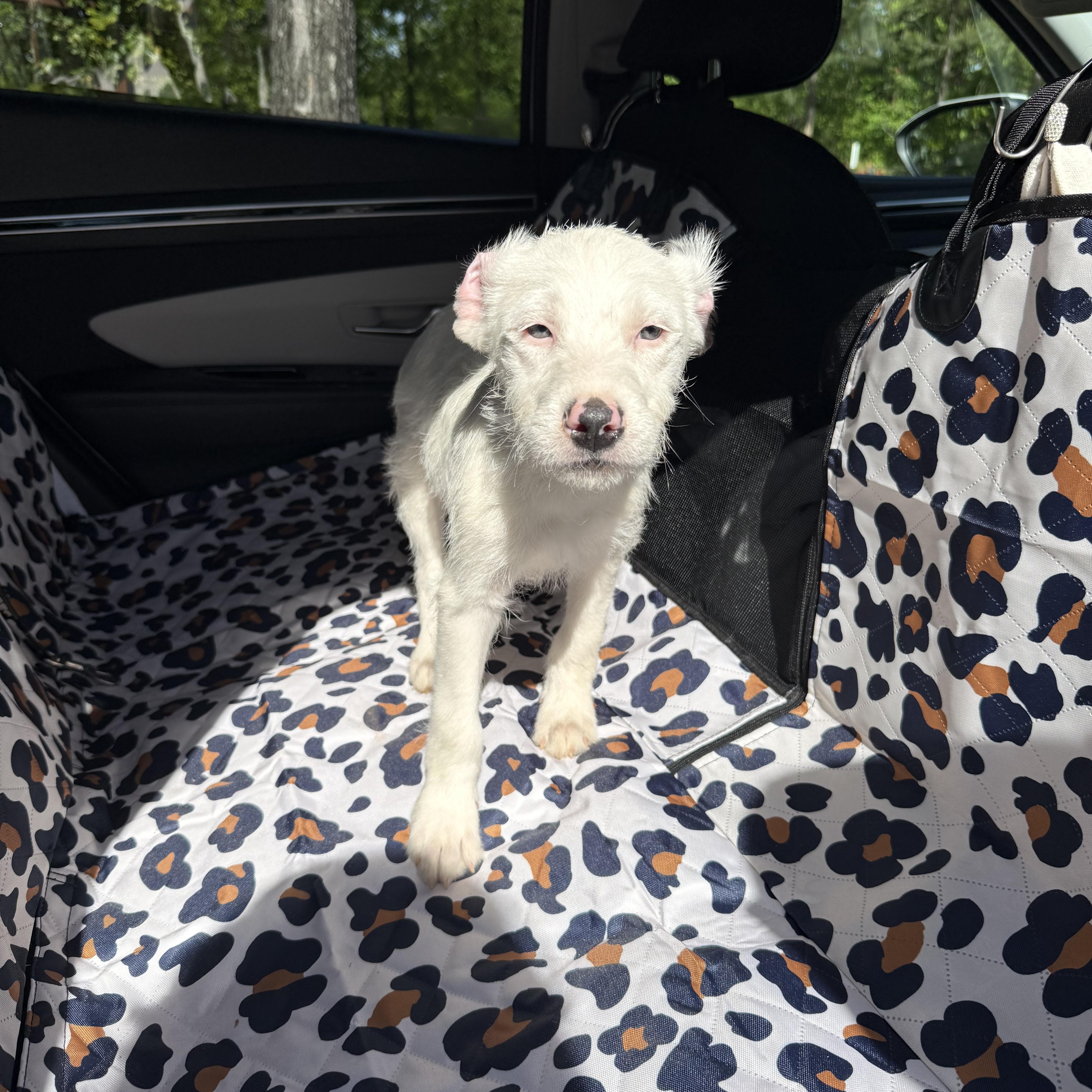 Dolly, an adopted mixed breed in Westfield, IN image 2/4