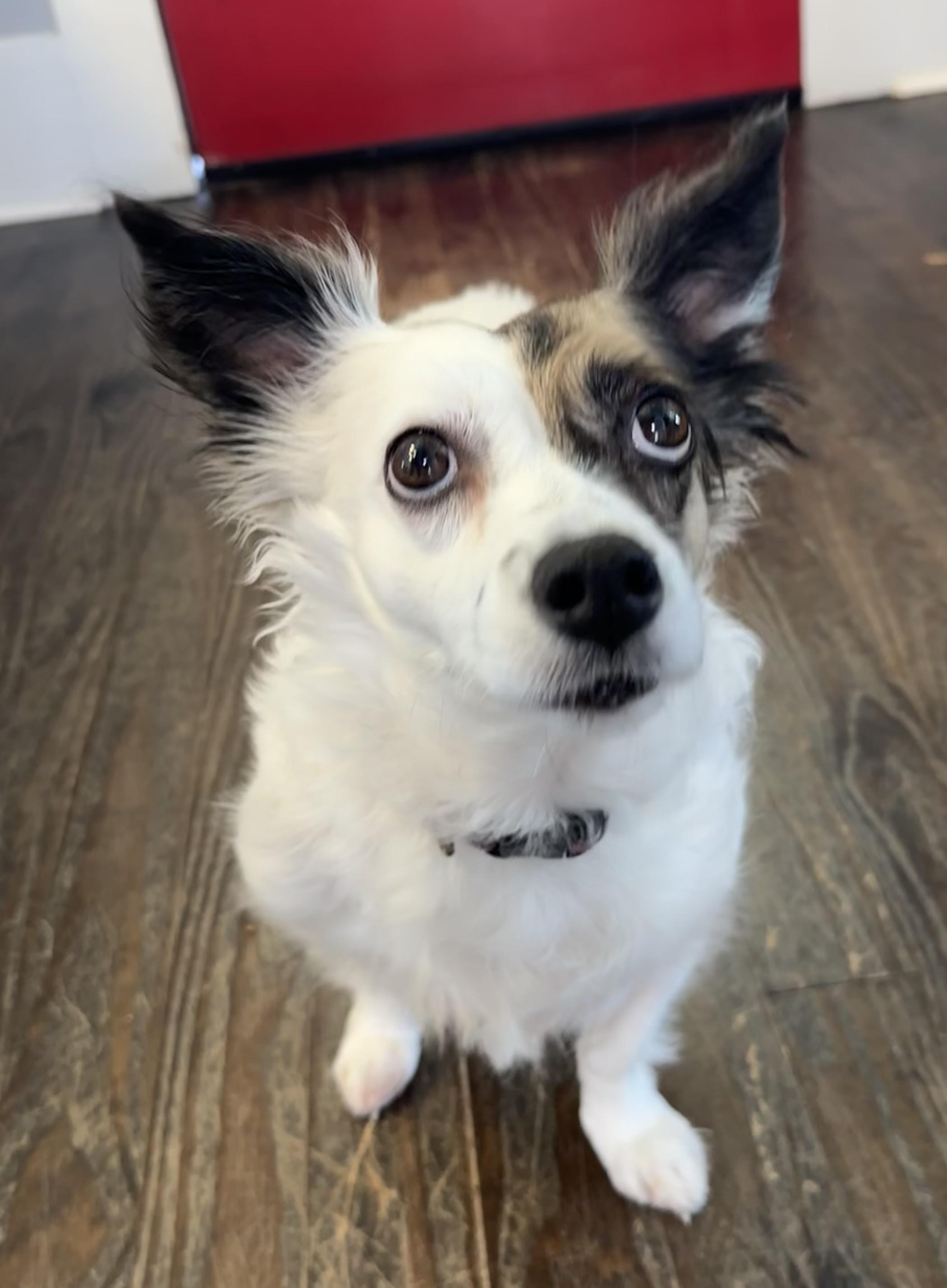 Pepper , an adopted mixed breed in Lawrenceville, GA image 1/4