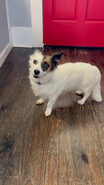 Enlarge Pepper , an adopted mixed breed in Lawrenceville, GA video 4/4