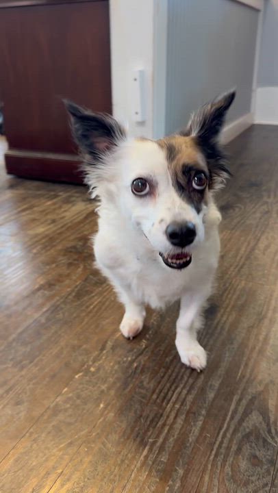 Enlarge Pepper , an adopted mixed breed in Lawrenceville, GA video 2/4