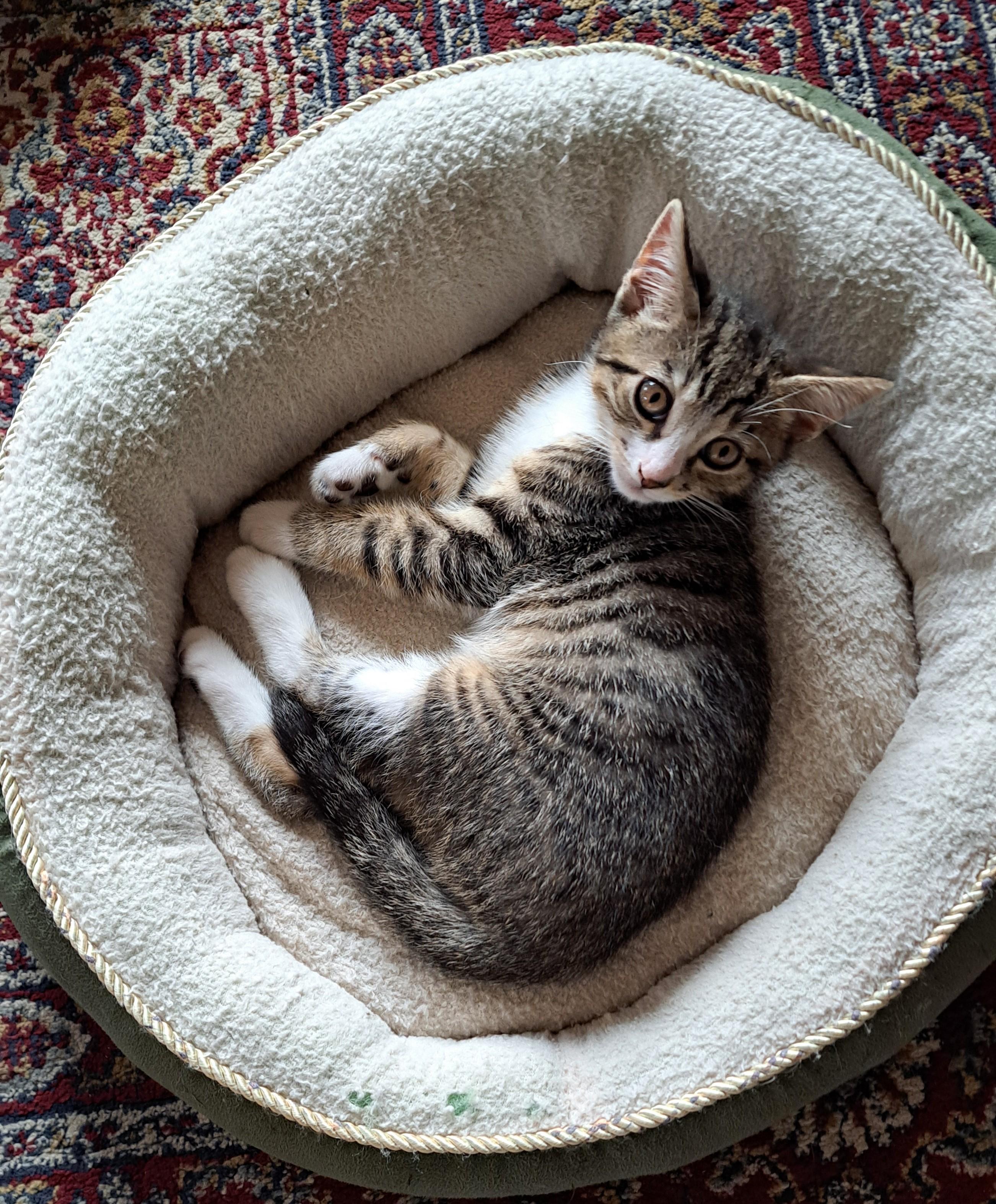 Moody, Adoptable, Kitten Male Domestic Short Hair.