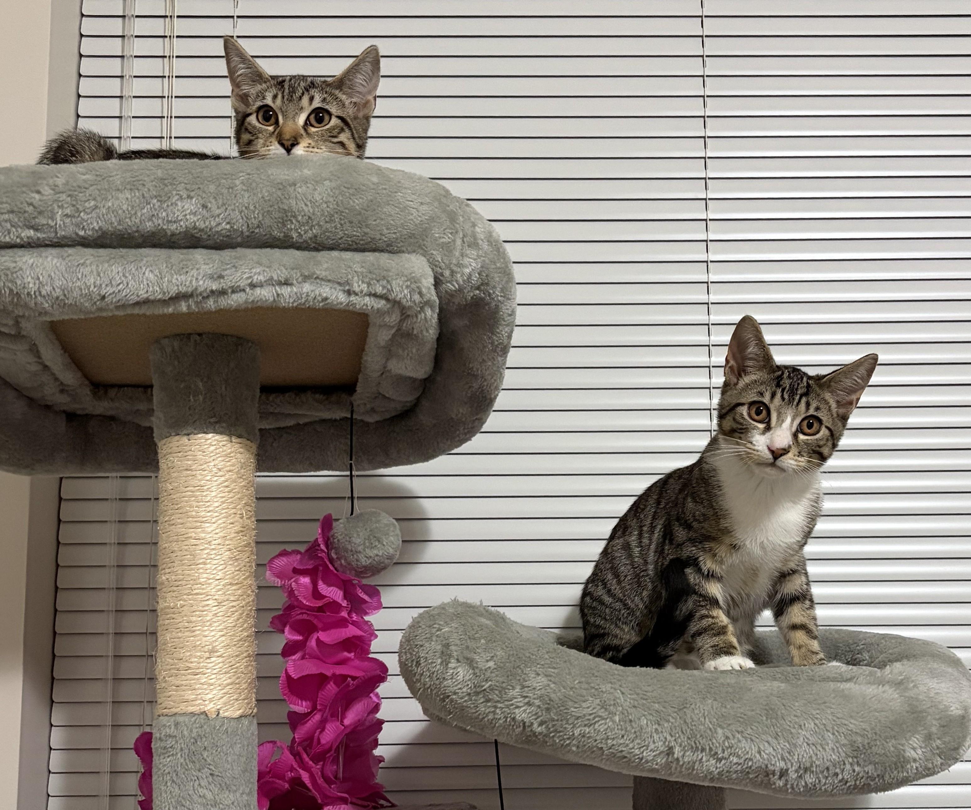 Moody (bonded to Minerva), a Adoptable Domestic Short Hair in Saanichton, BC image 6/6