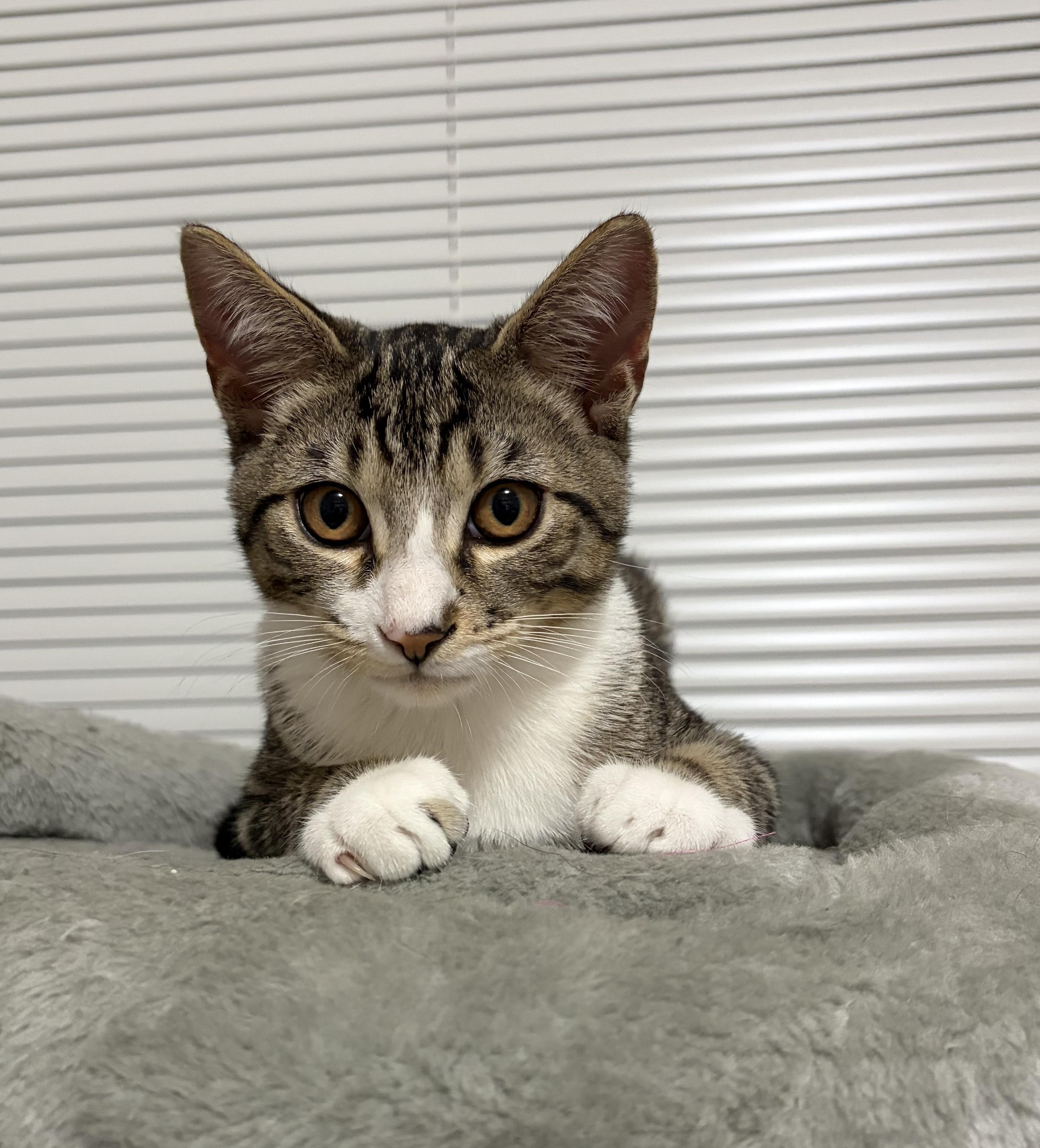 Moody (bonded to Minerva), a Adoptable Domestic Short Hair in Saanichton, BC image 1/6