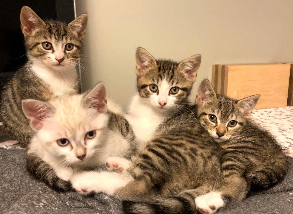 Enlarge Moody, a Adoptable Domestic Short Hair in Saanichton, BC image 4/6