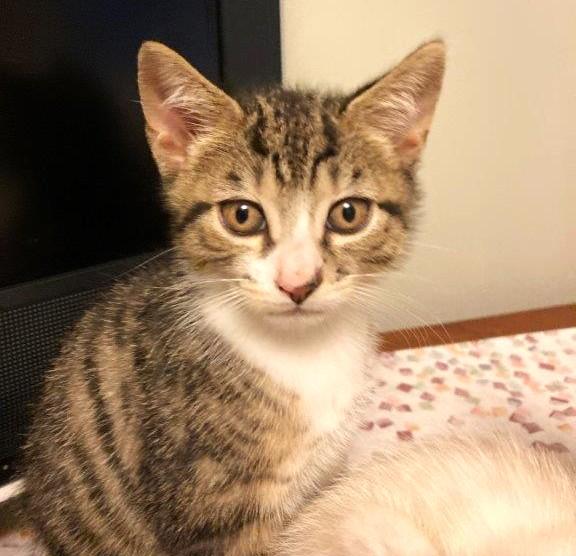 Enlarge Moody, a Adoptable Domestic Short Hair in Saanichton, BC image 5/6