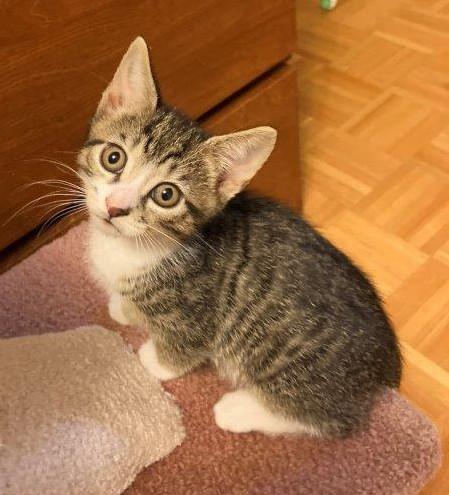 Enlarge Moody, a Adoptable Domestic Short Hair in Saanichton, BC image 6/6