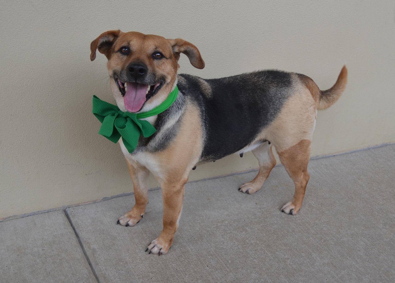 Quinn, Adoptable, Adult Female Beagle.