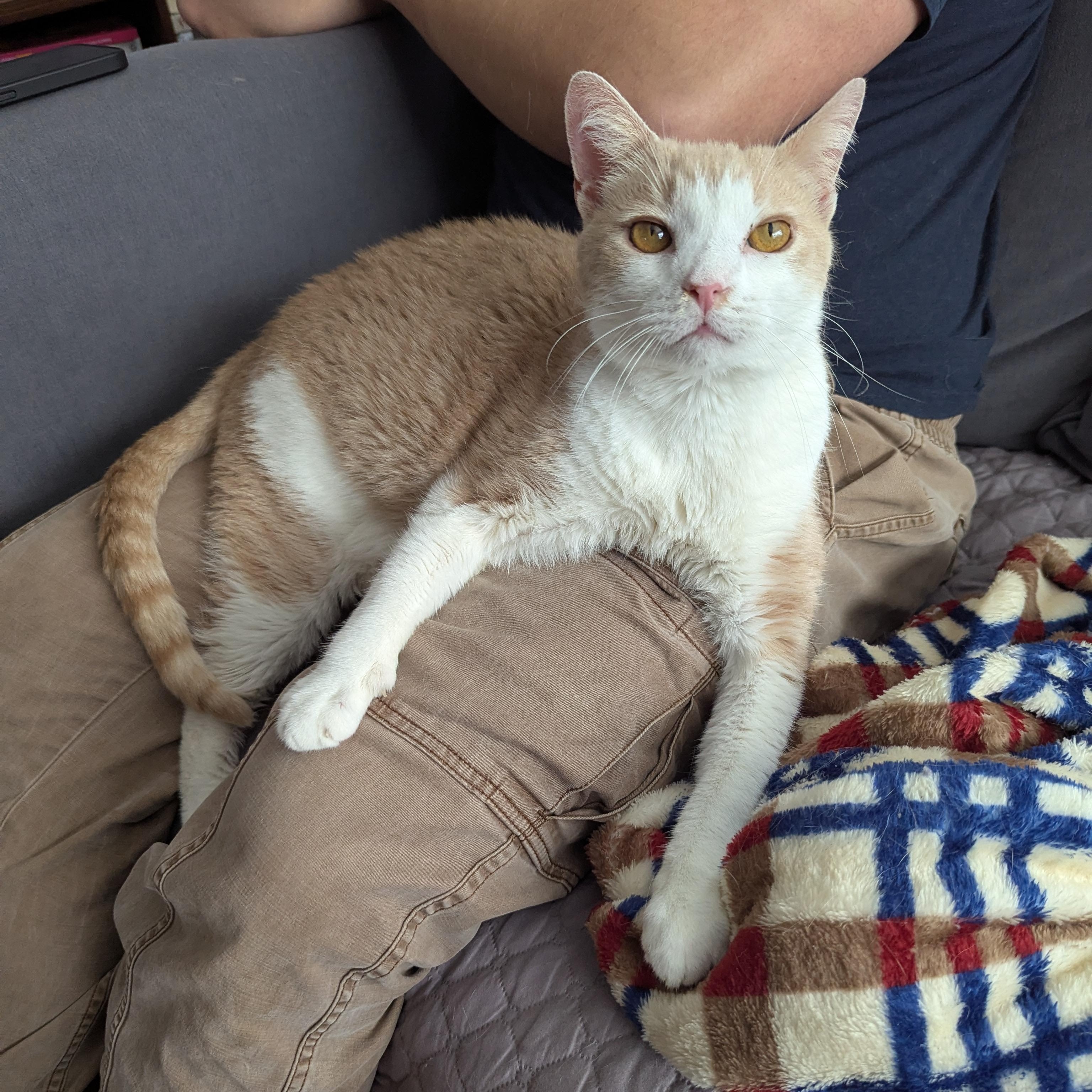 Enlarge Mango -  Kitty who has been in foster the longest, a Adoptable Domestic Short Hair in West Jefferson, OH image 6/6