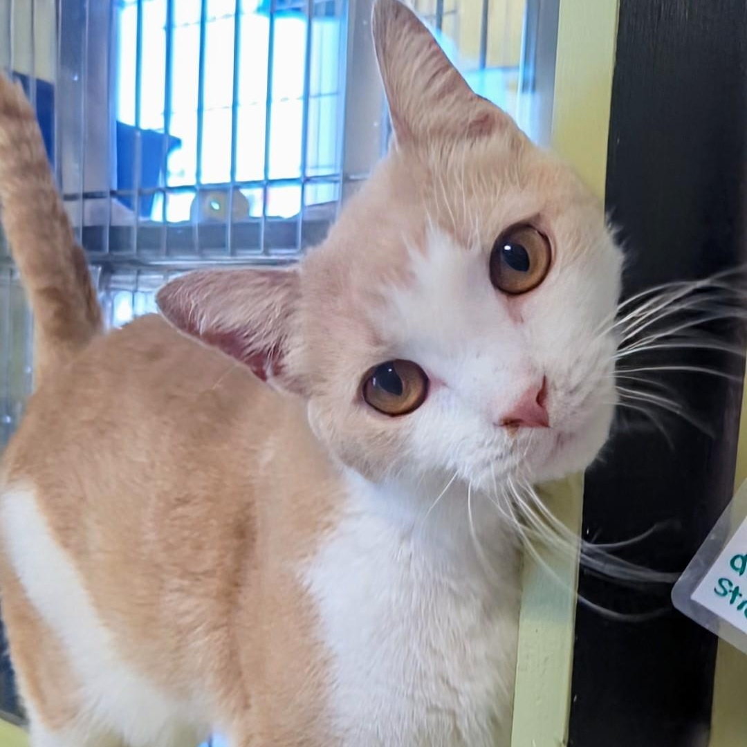 Mango Bonded With Junior