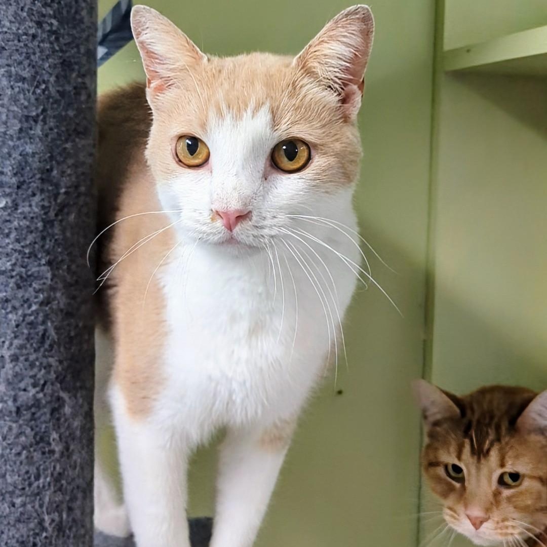 Mango Bonded With Junior thumbnail 3