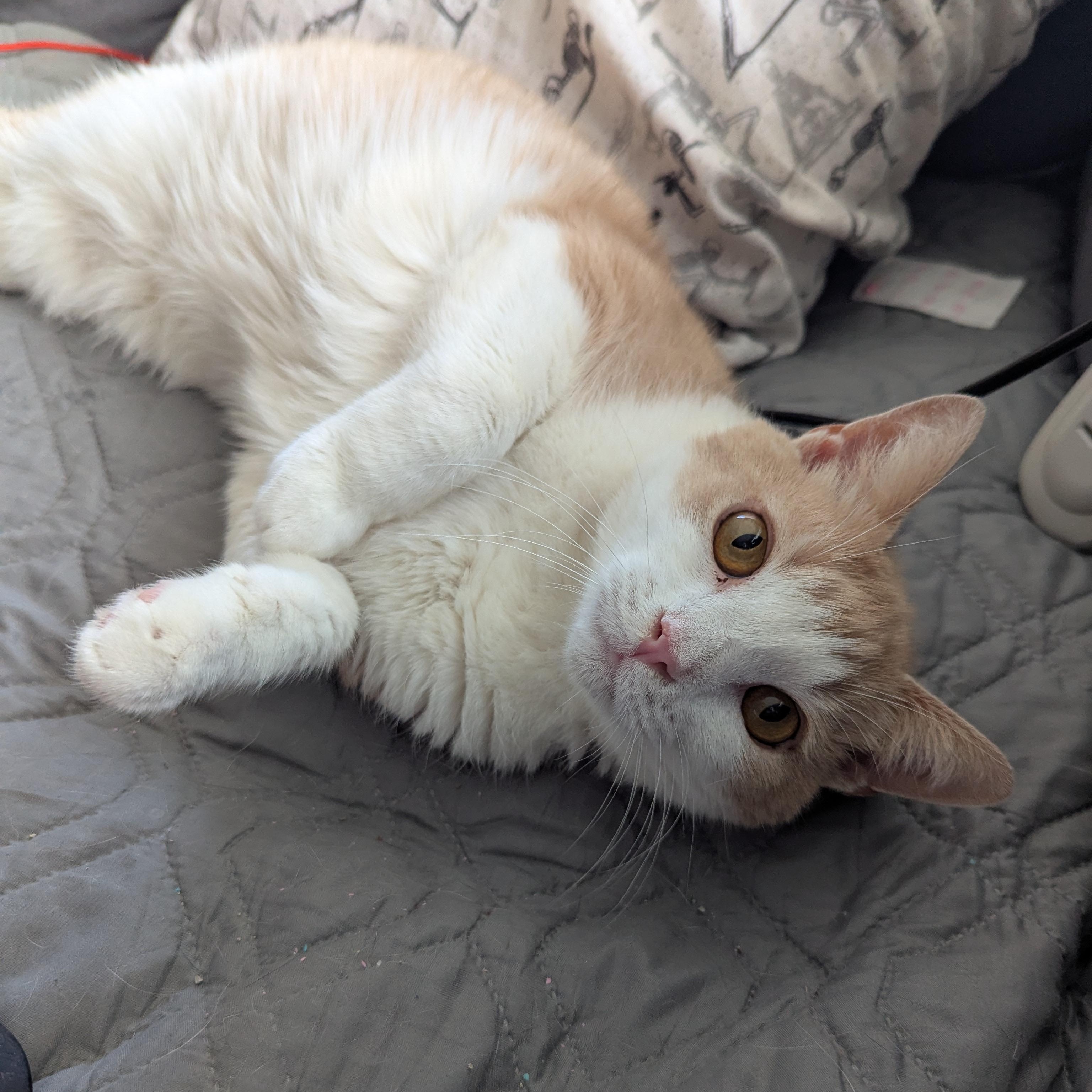 Enlarge Mango -  Kitty who has been in foster the longest, a Adoptable Domestic Short Hair in West Jefferson, OH image 5/6