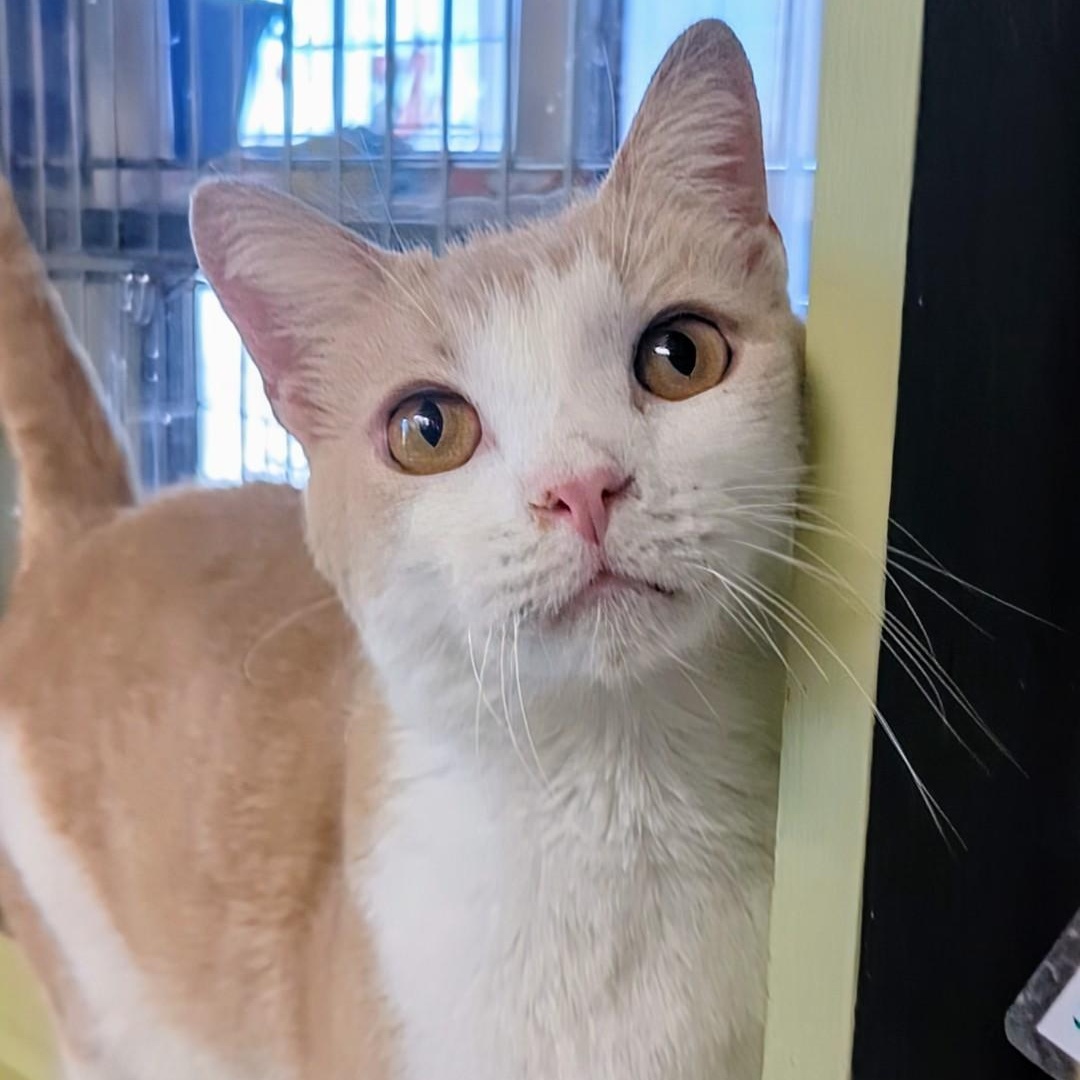 Mango Bonded With Junior thumbnail 4