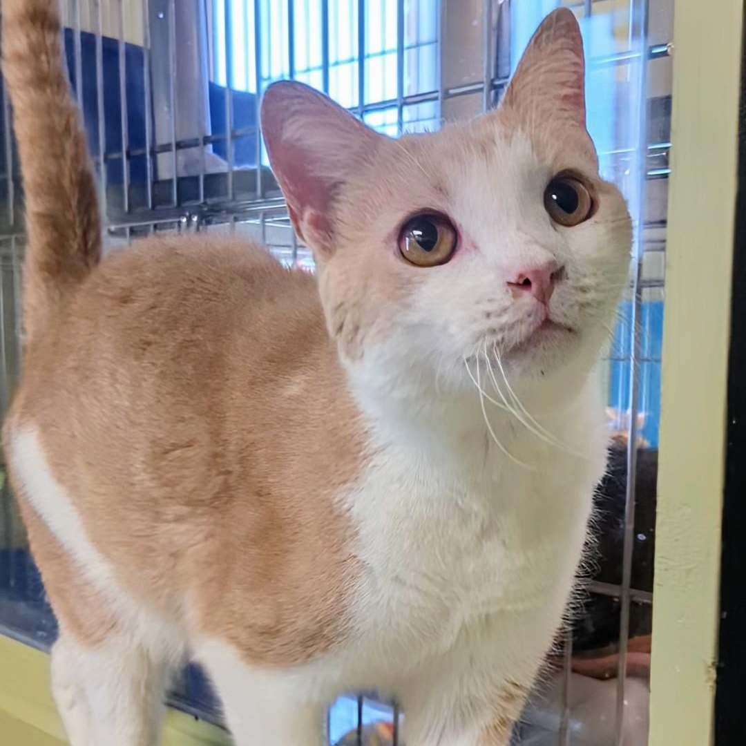 Mango Bonded With Junior thumbnail 5