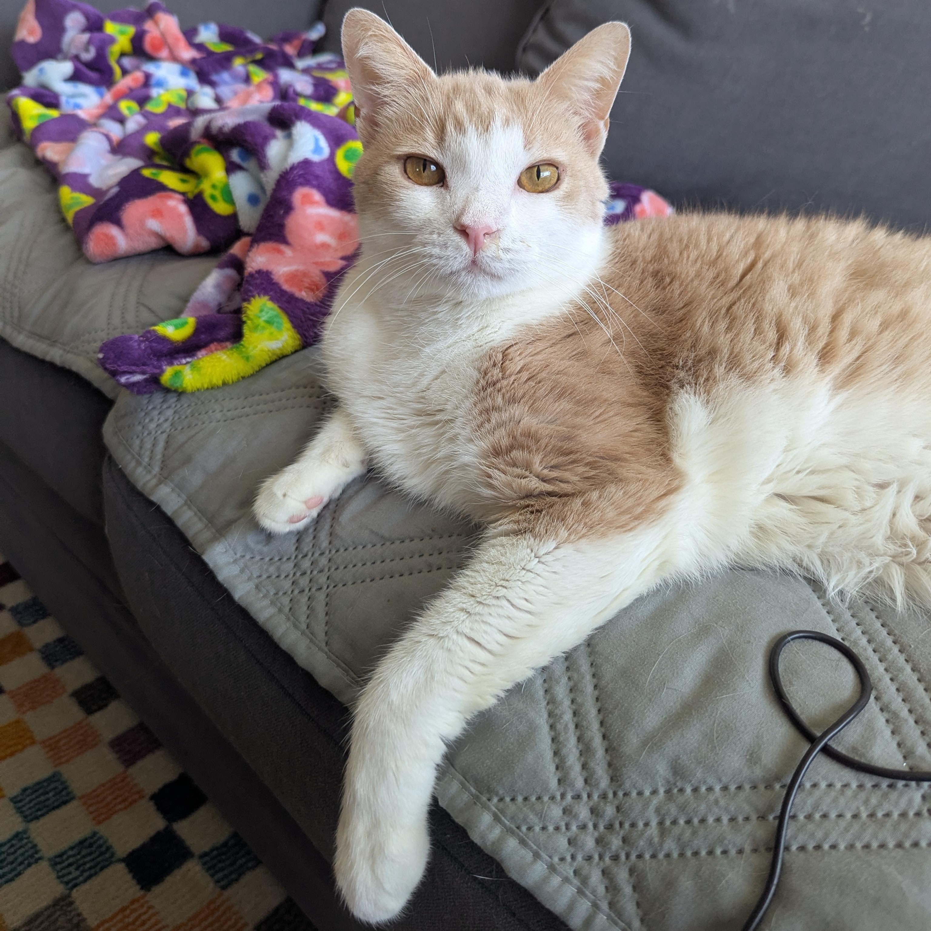 Mango - In Foster, Adoptable, Adult Male Domestic Short Hair.