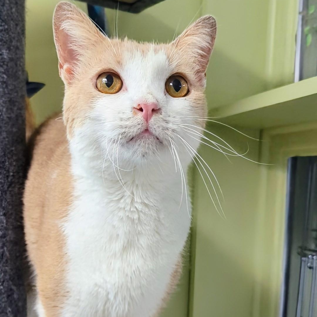 Mango Bonded With Junior thumbnail 6