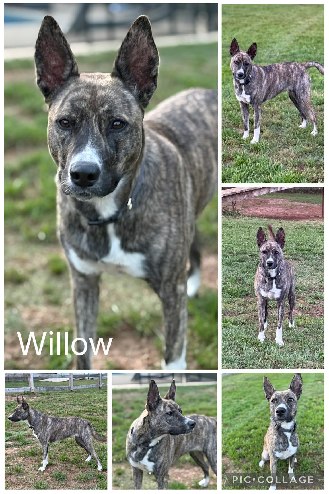 Enlarge Willow, a ADOPTABLE mixed breed in Enterprise, AL image 1/1