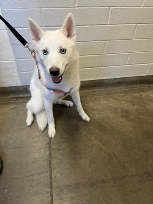 Enlarge LOLA, a Adoptable mixed breed in Chatsworth, CA image 1/1