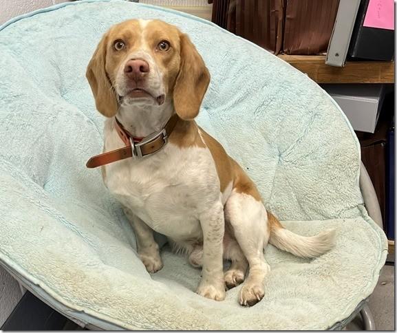 TATER 2 Year Old Adorable Beagle Boy Kids, Cats and Dogs, adopted, Young Male Beagle.
