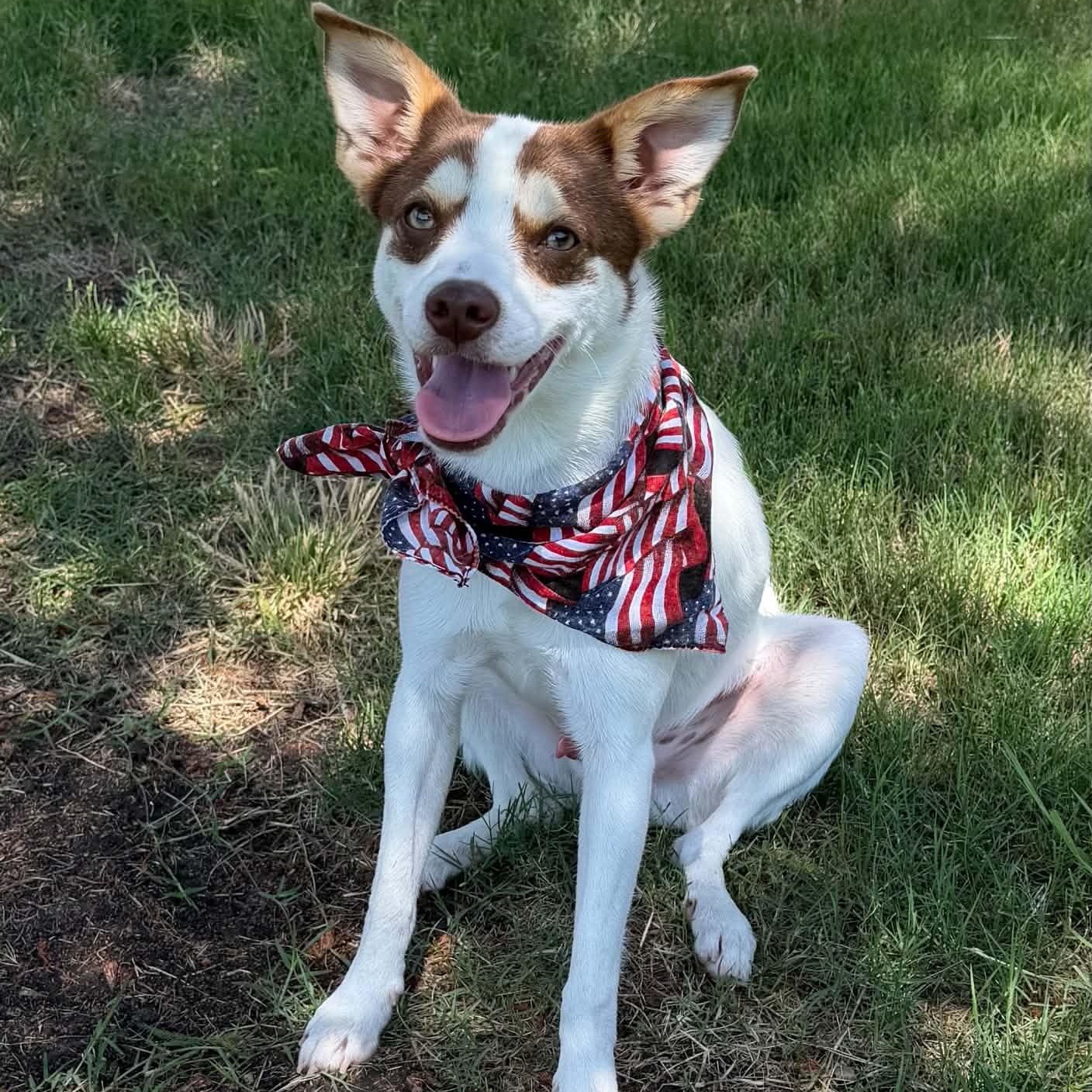 RASCAL IS 16 POUNDS, Adoptable, Young Male Terrier & Dachshund.