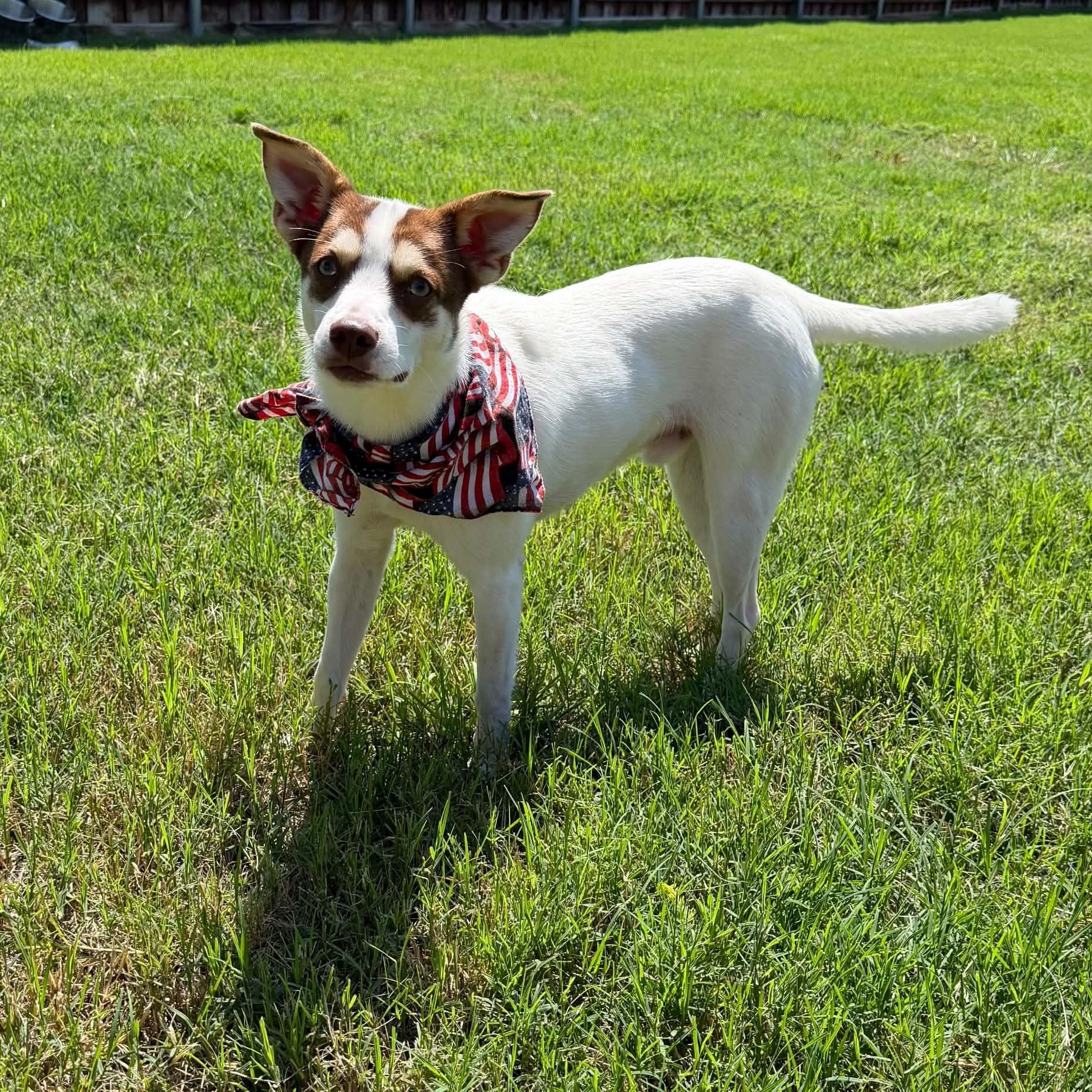 Enlarge RASCAL IS 16 POUNDS, a Adoptable mixed breed in allen, TX image 2/6