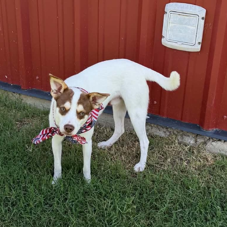 Enlarge RASCAL IS 16 POUNDS, a Adoptable mixed breed in allen, TX image 5/6