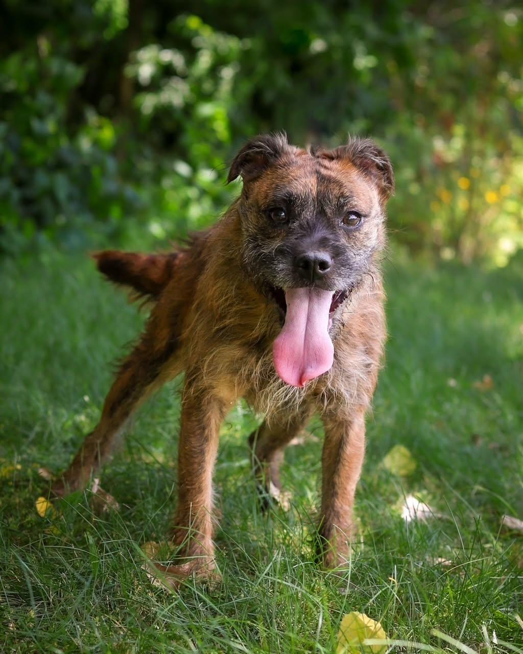 SKIPJACK (0704), ADOPTABLE, Young Male Terrier.