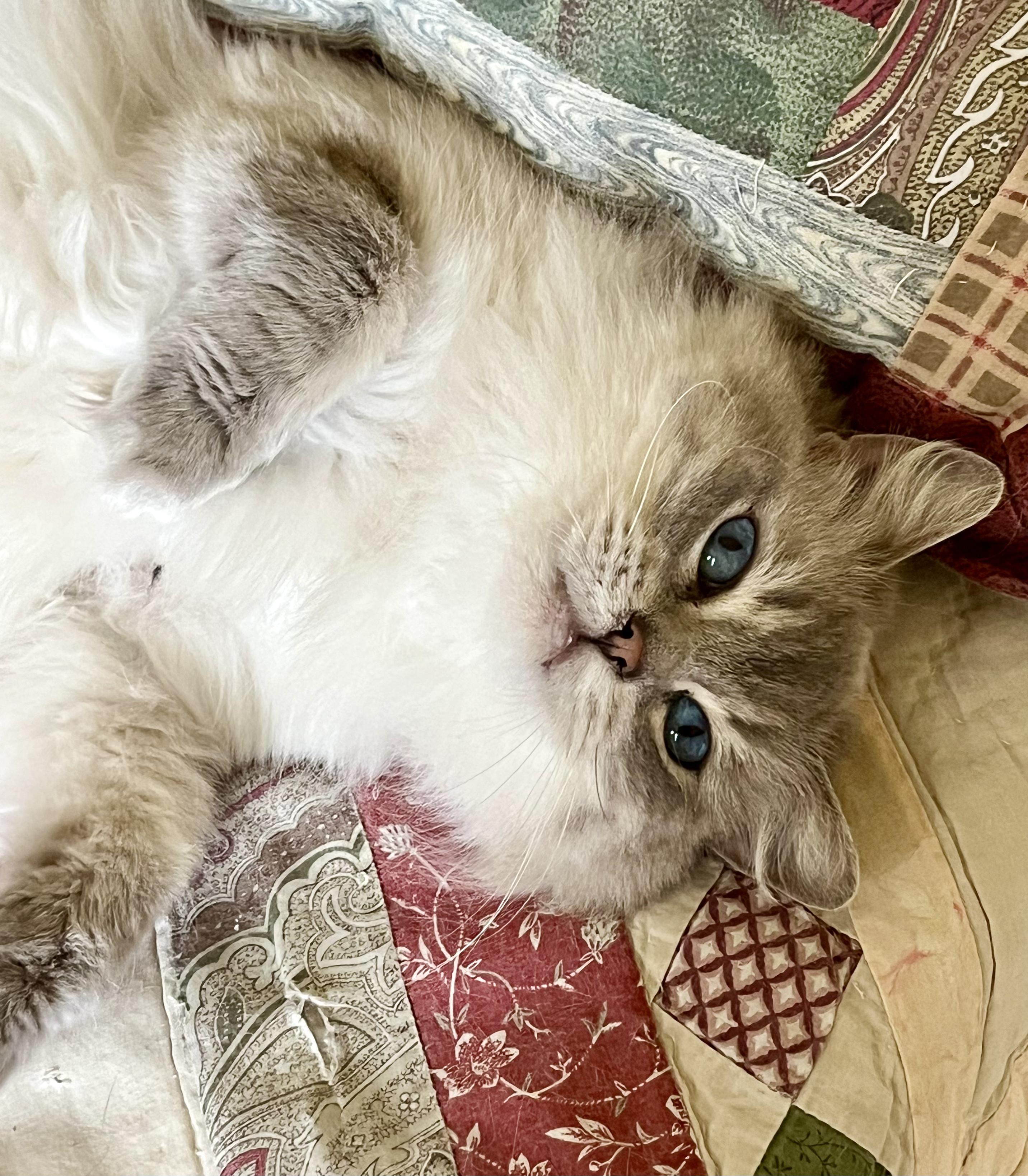 ANOUK, an adopted Ragdoll in OshKosh, WI image 2/3