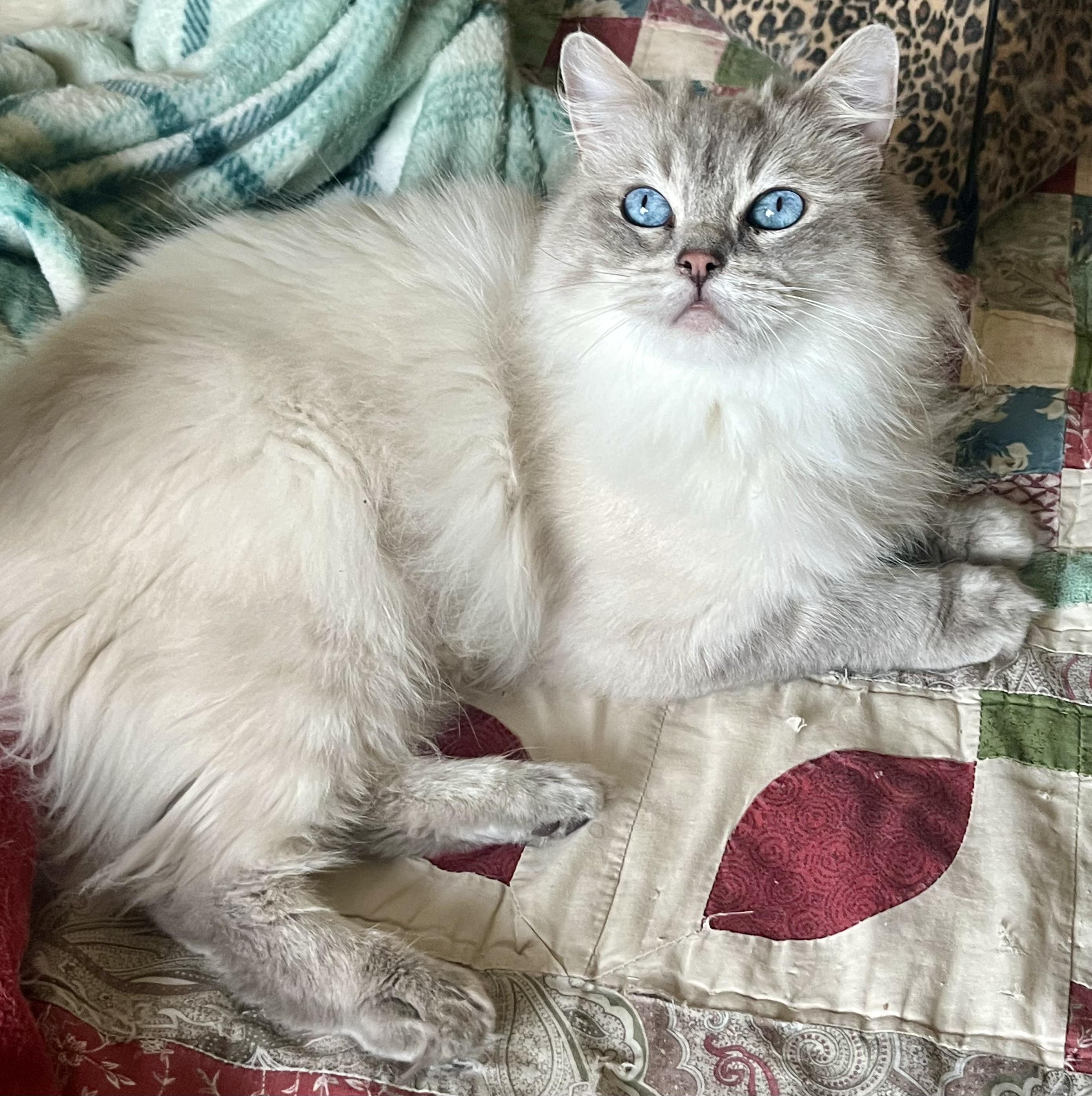 ANOUK, adopted, Adult Female Ragdoll.