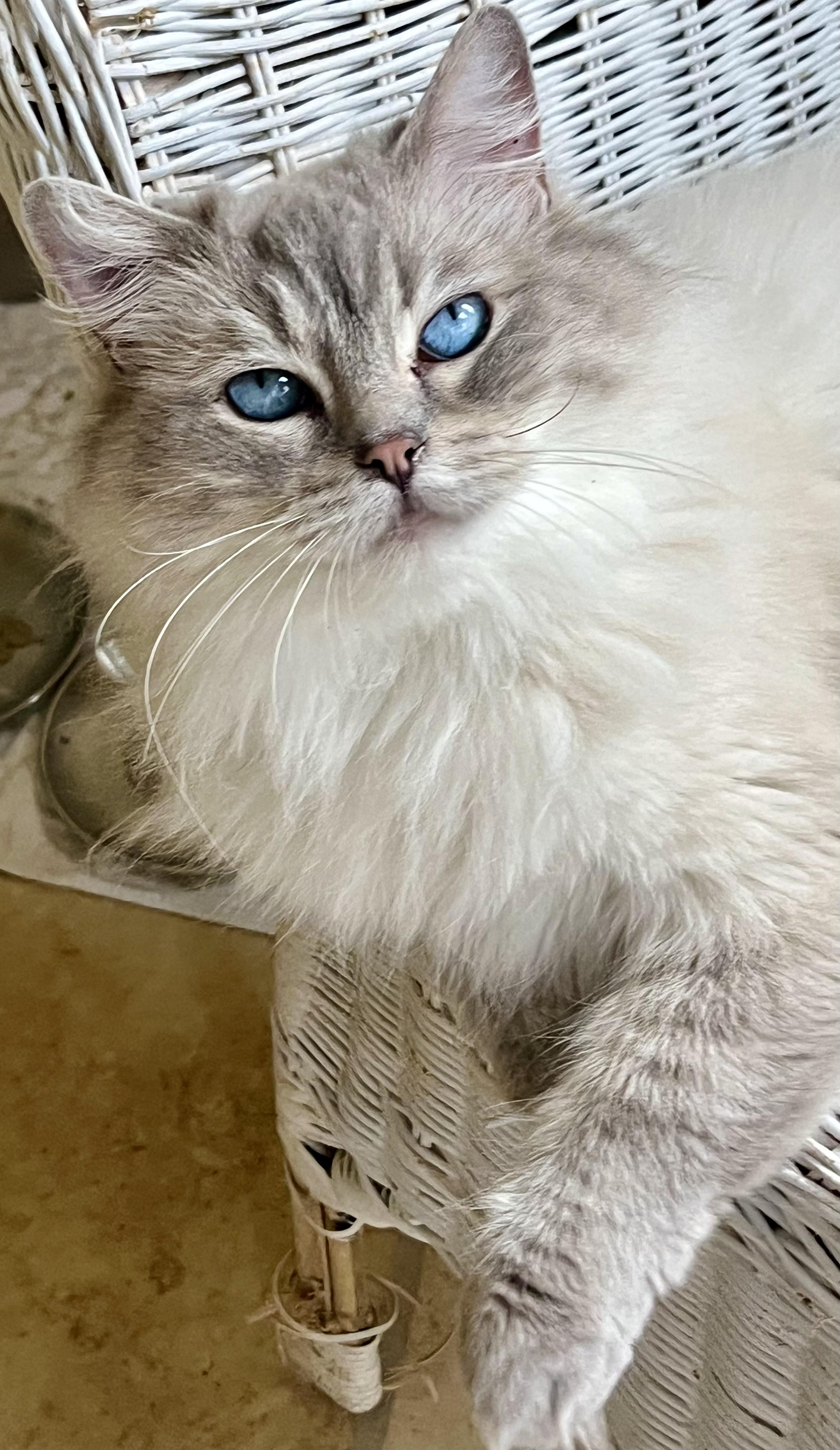 ANOUK, an adopted Ragdoll in OshKosh, WI image 3/3