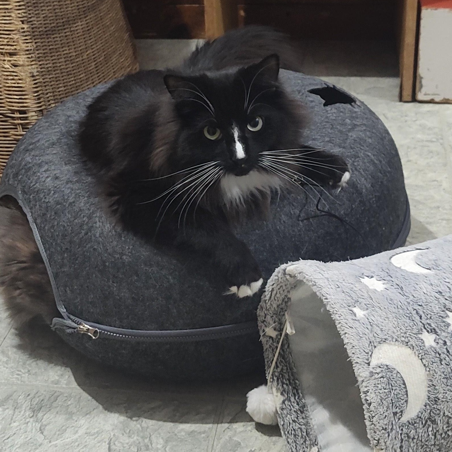 Monty, a ADOPTABLE mixed breed in Huntington, MA image 3/4