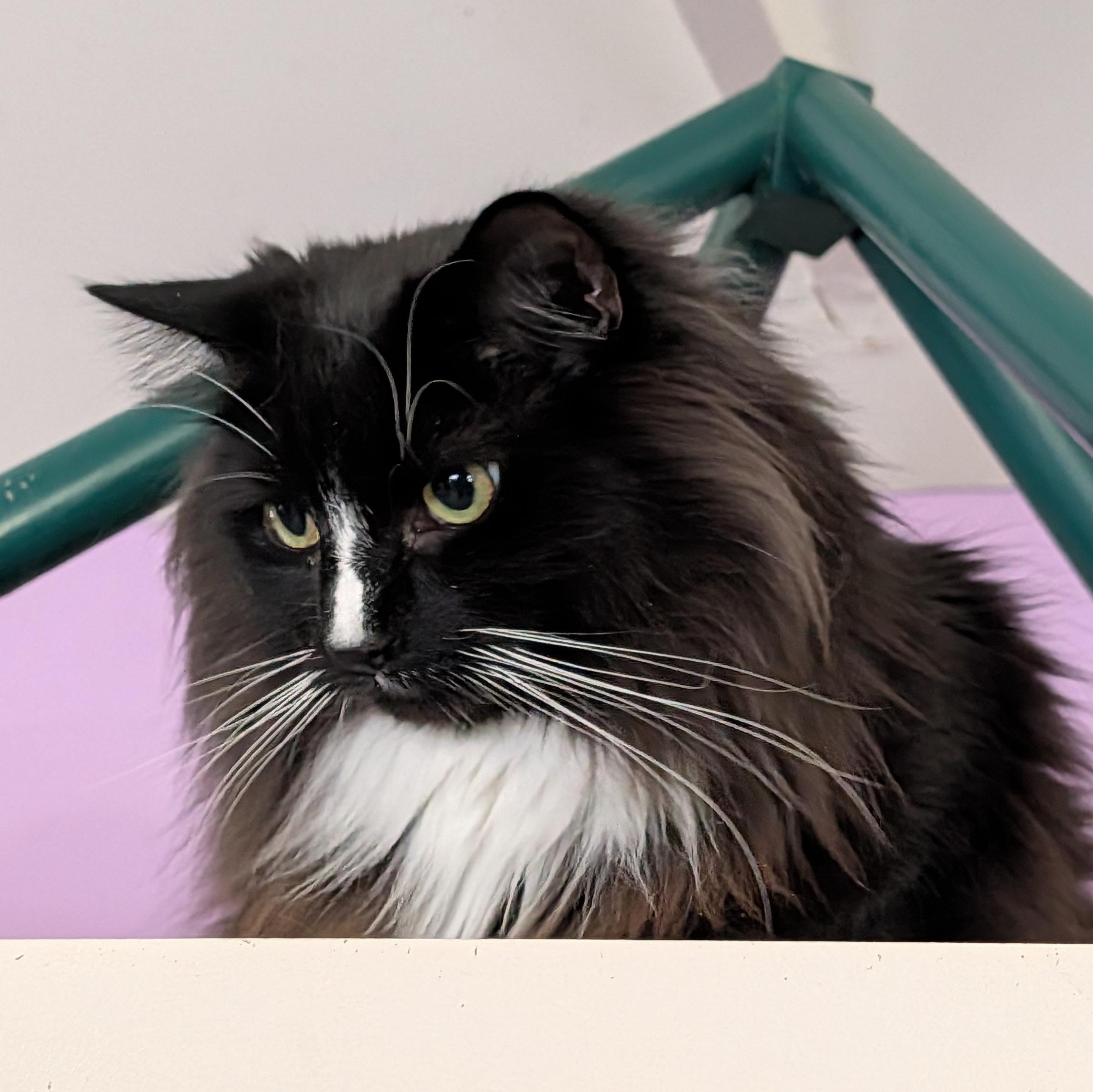 Monty, a ADOPTABLE mixed breed in Huntington, MA image 2/4