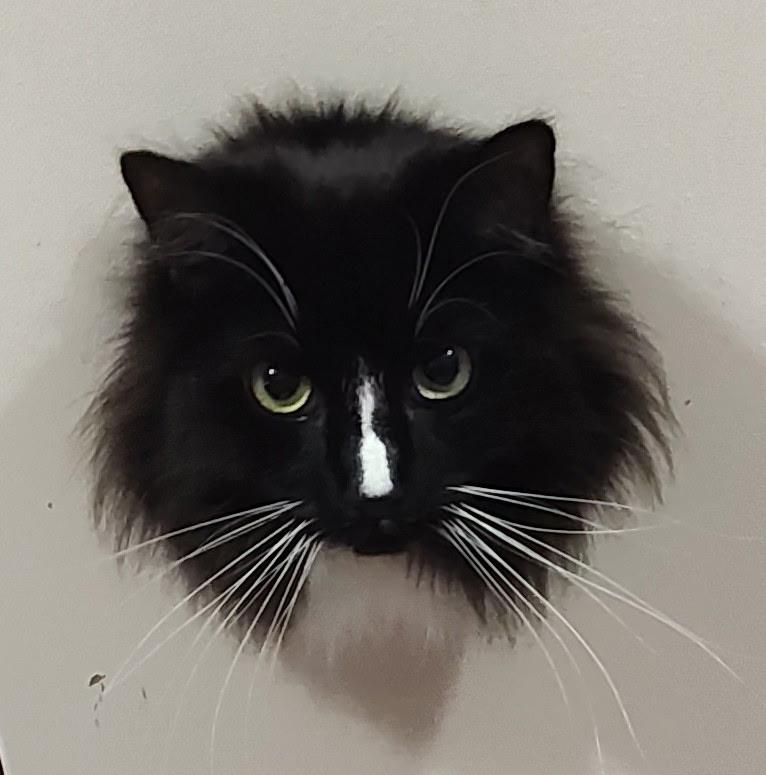 Monty, ADOPTABLE, Adult Male Maine Coon & Domestic Long Hair.