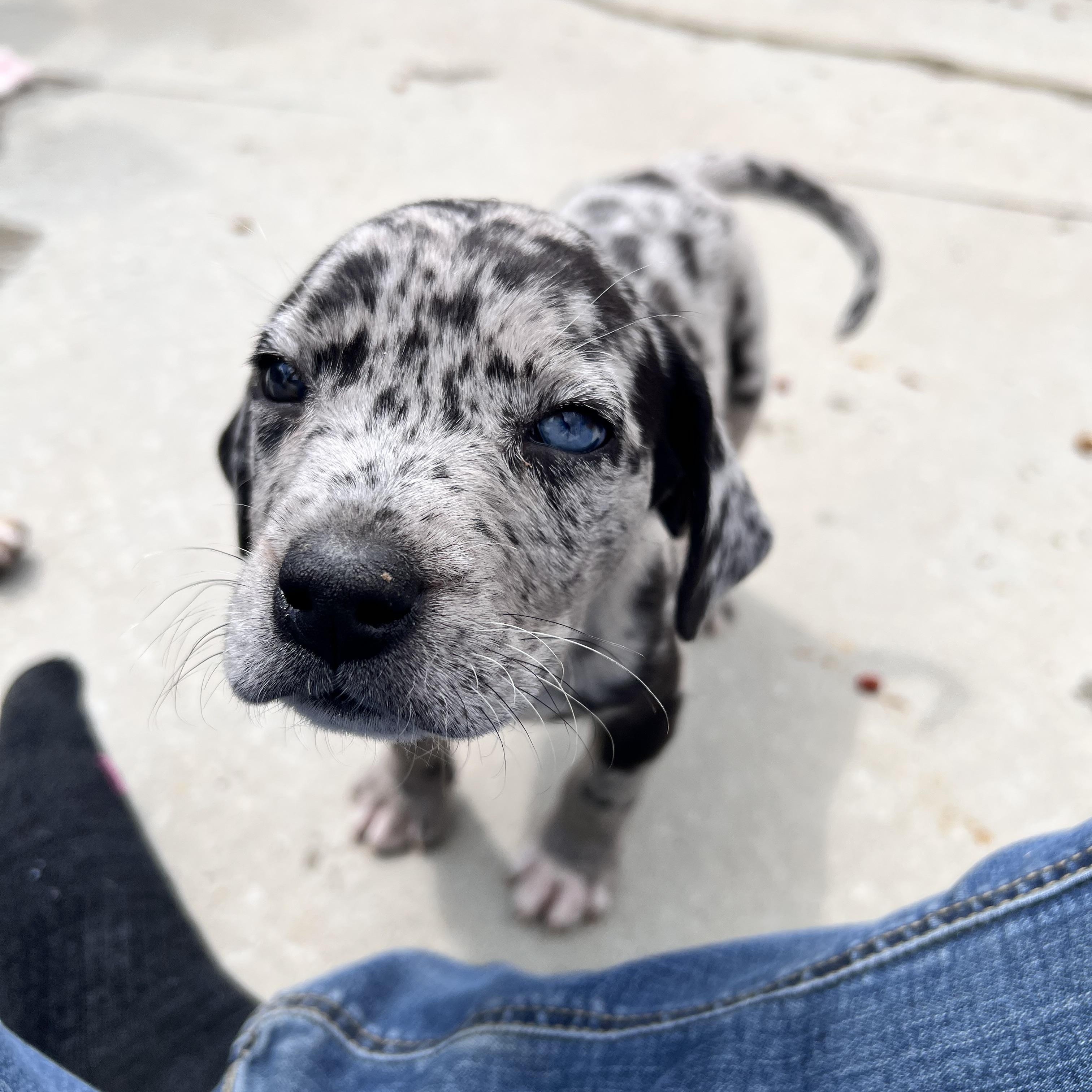 Huckleberry Huzzah - Adoptable Pet | Petfinder | Petfinder