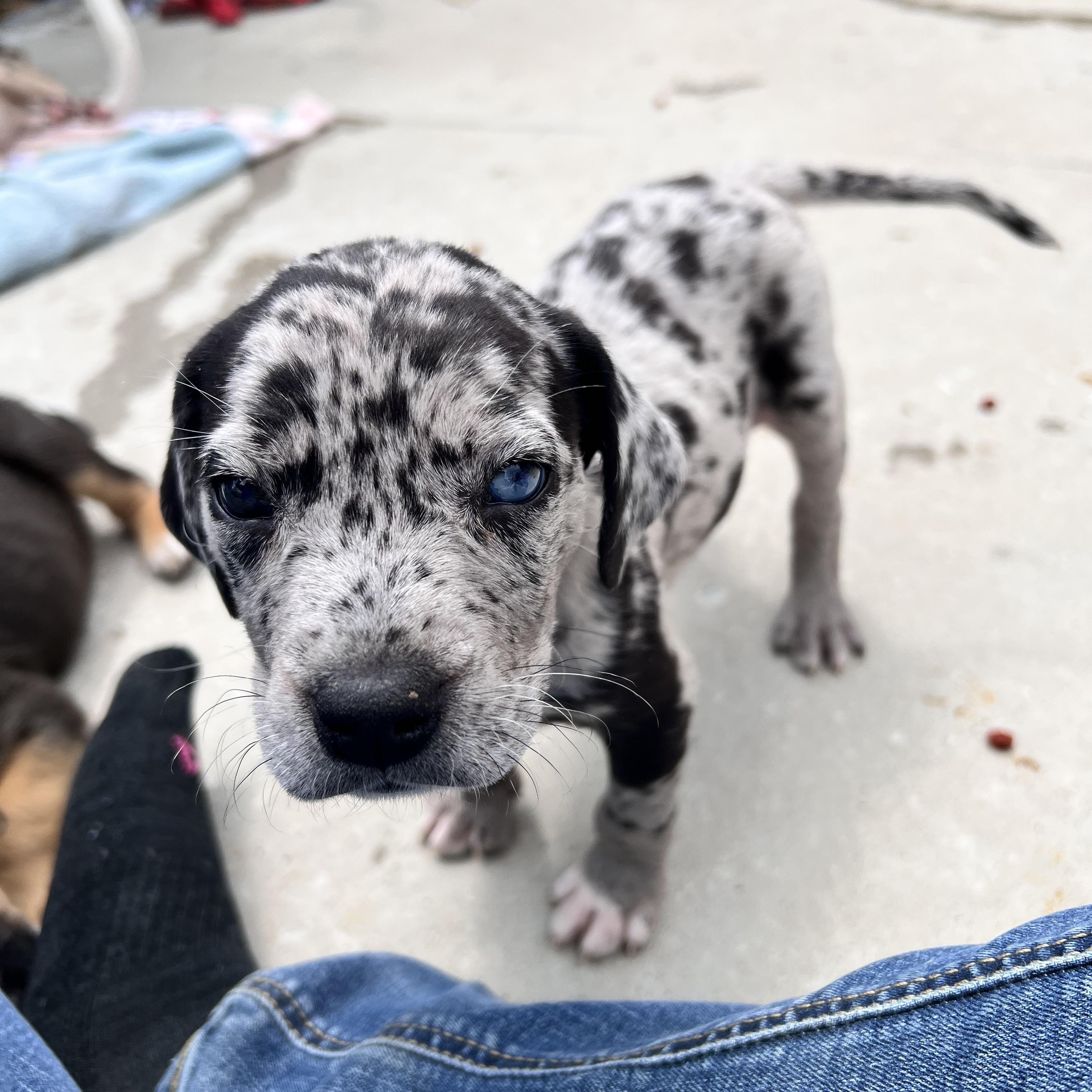 Huckleberry Huzzah - Adoptable Pet | Petfinder | Petfinder