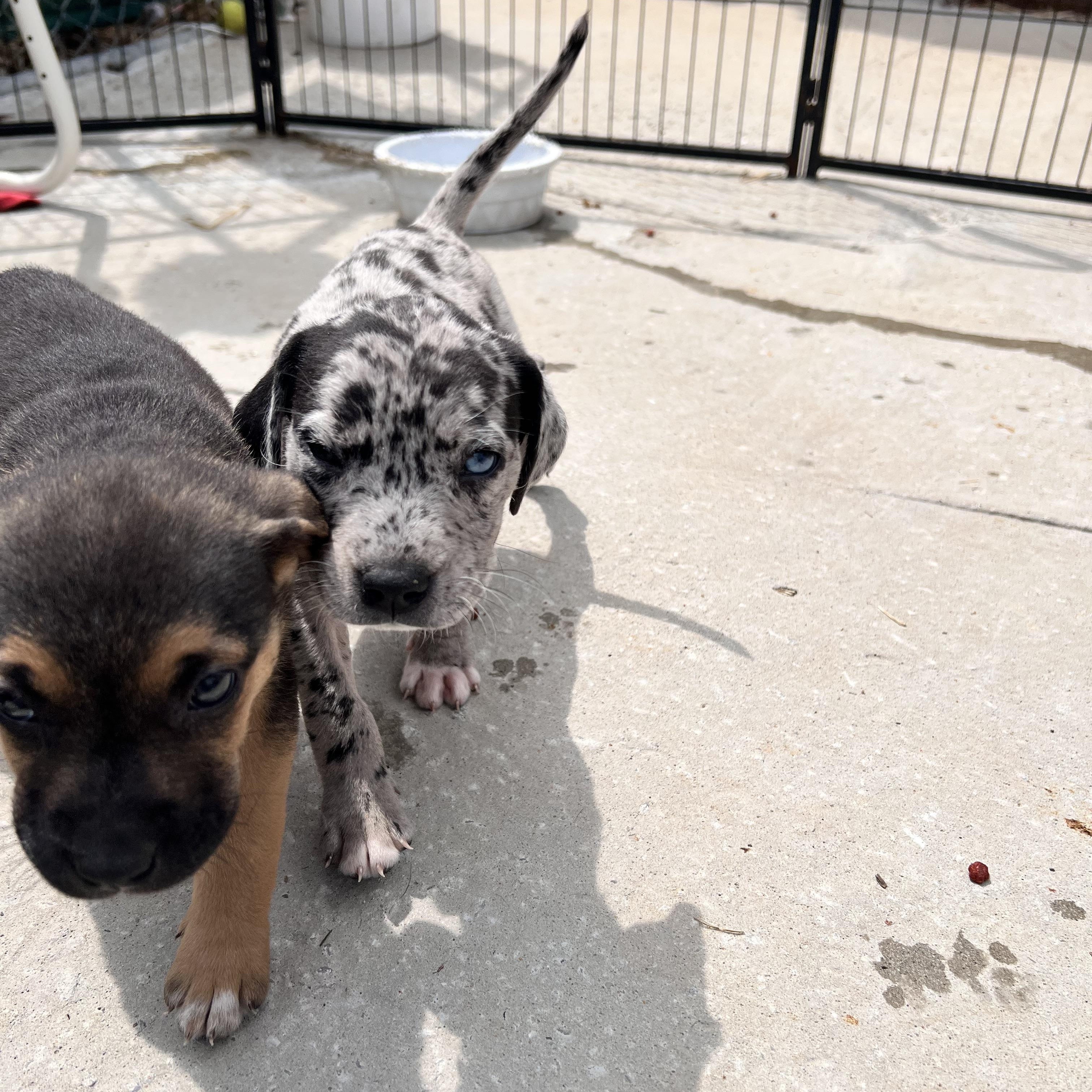 Huckleberry Huzzah - Adoptable Pet | Petfinder | Petfinder
