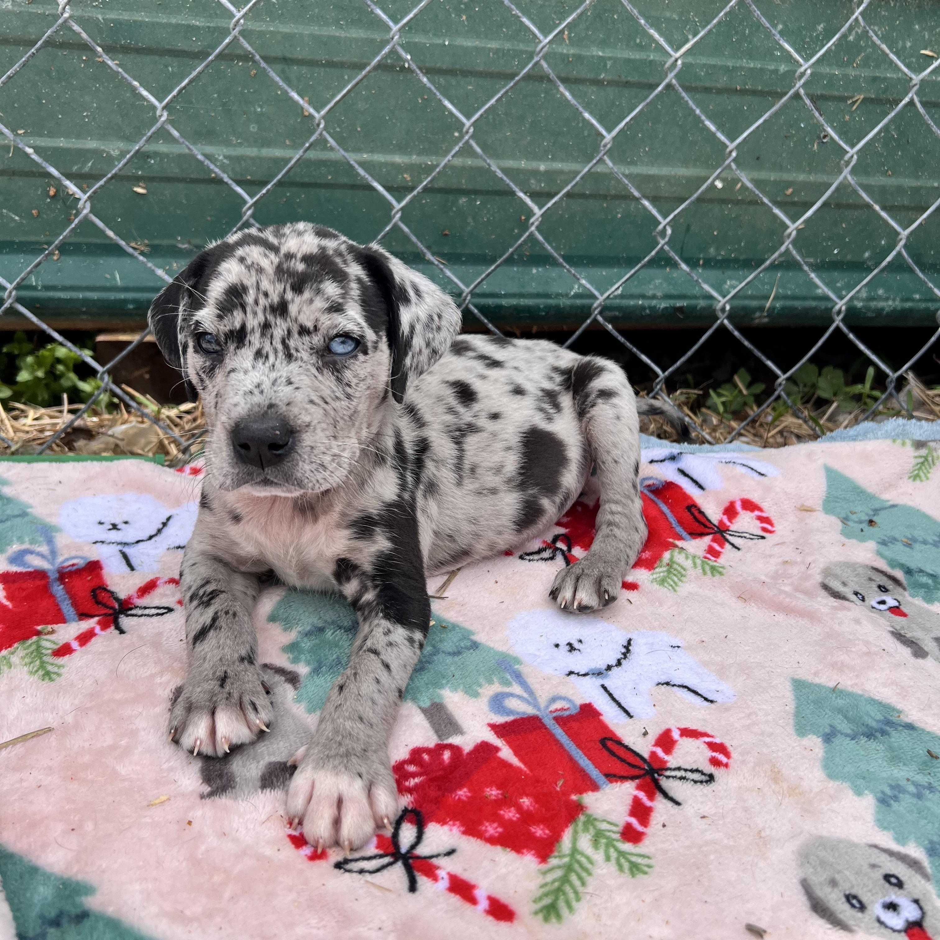Huckleberry Huzzah - Adoptable Pet | Petfinder | Petfinder