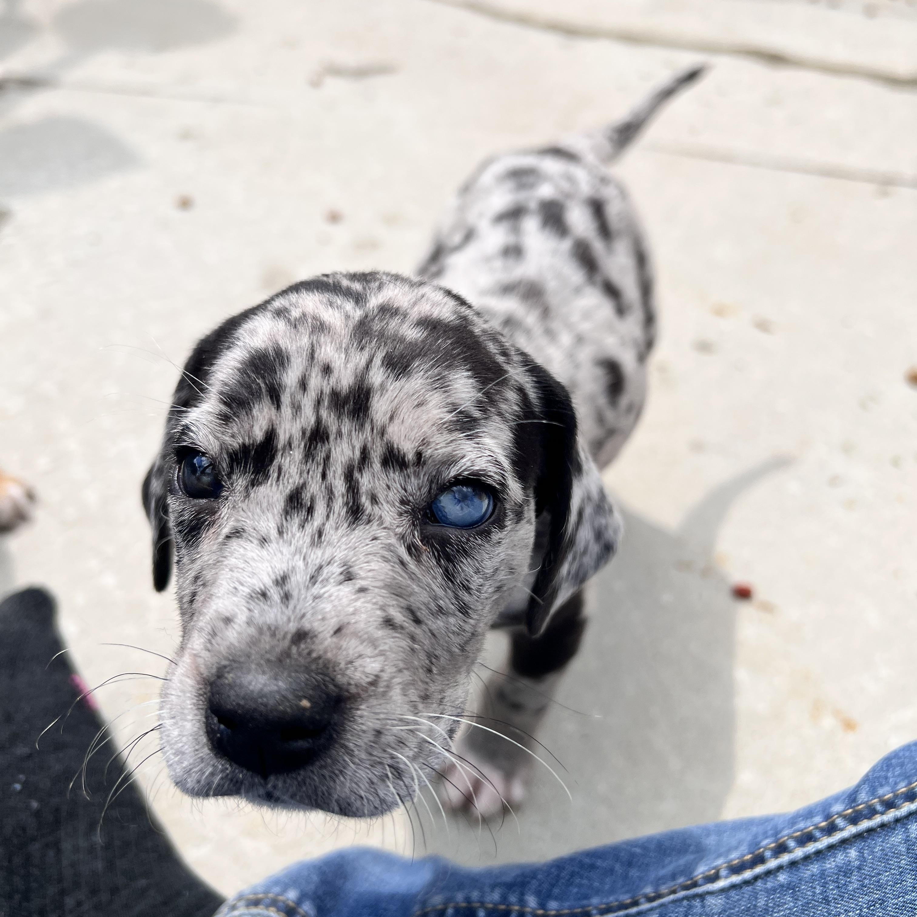 Huckleberry Huzzah - Adoptable Pet | Petfinder | Petfinder