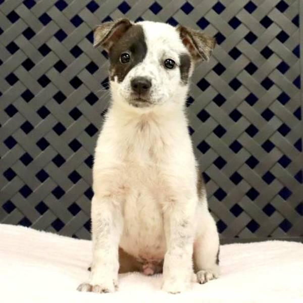 Bug, Adoptable, Young Male Australian Cattle Dog / Blue Heeler.