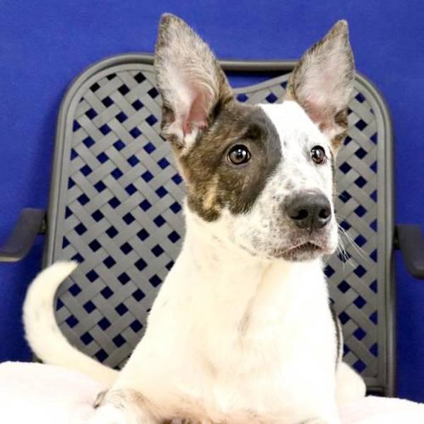 Enlarge Bug, a Adoptable mixed breed in Midland, TX image 2/4