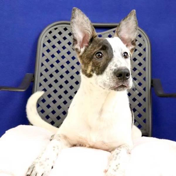 Enlarge Bug, a Adoptable mixed breed in Midland, TX image 3/4