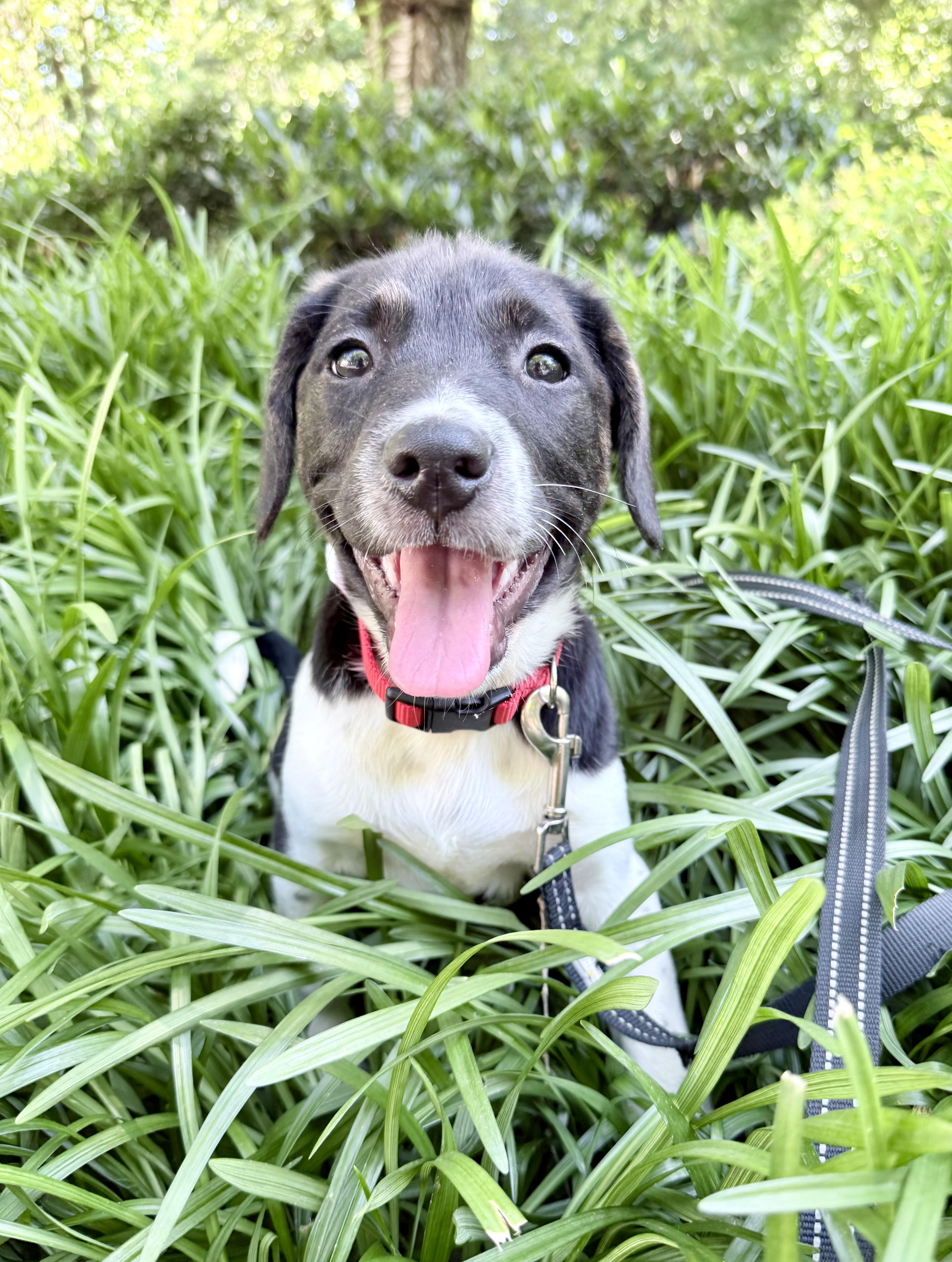 Gilbert, ADOPTABLE, Puppy Male Terrier.