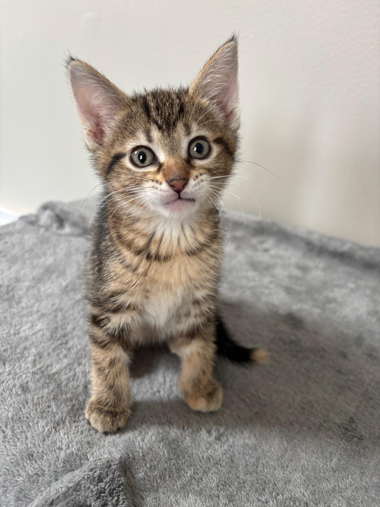 Enlarge Artemis, an adopted Domestic Short Hair in Chicago, IL image 3/6