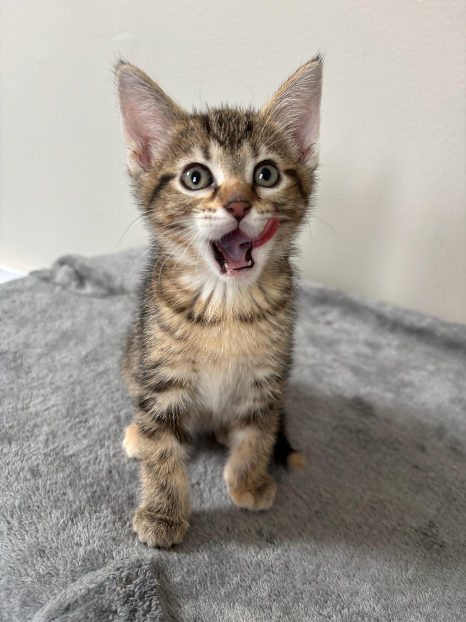 Enlarge Artemis, an adopted Domestic Short Hair in Chicago, IL image 6/6
