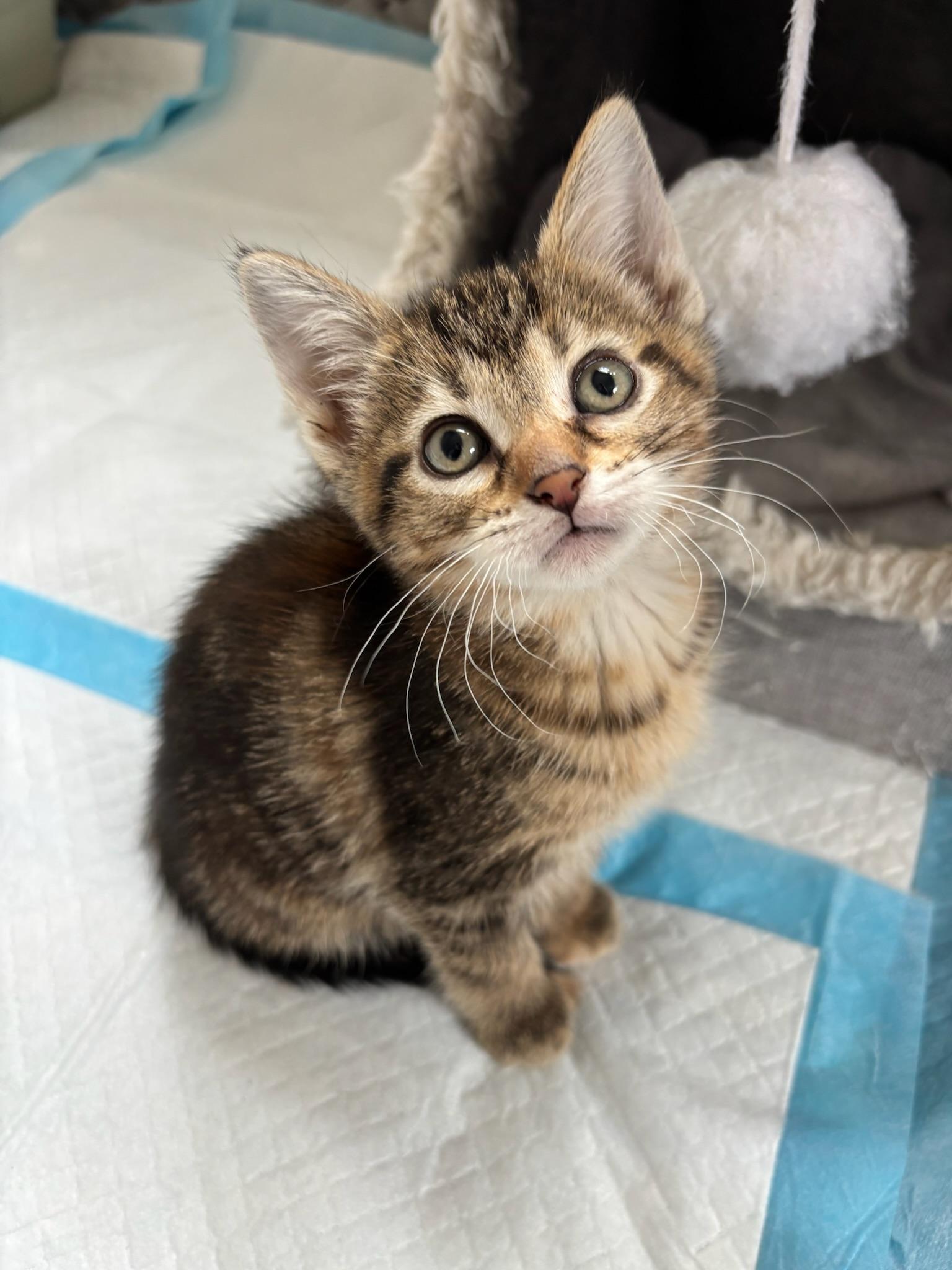 Artemis, adopted, Kitten Female Domestic Short Hair.